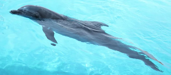 Красивый дельфин плавает . — стоковое фото