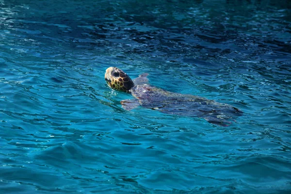 Żółw w wodzie — Zdjęcie stockowe