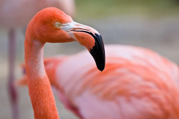 Pink Flamingo — Stock Photo, Image
