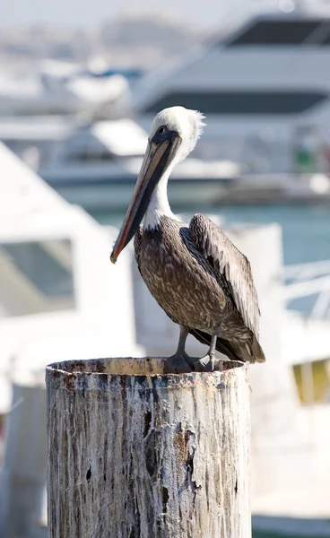 Pelican Perched on a Dock — Stock Photo, Image