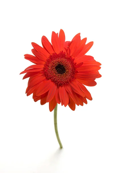 Single red gerber daisy — Stock Photo, Image