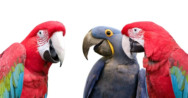 Reunião de papagaios — Fotografia de Stock