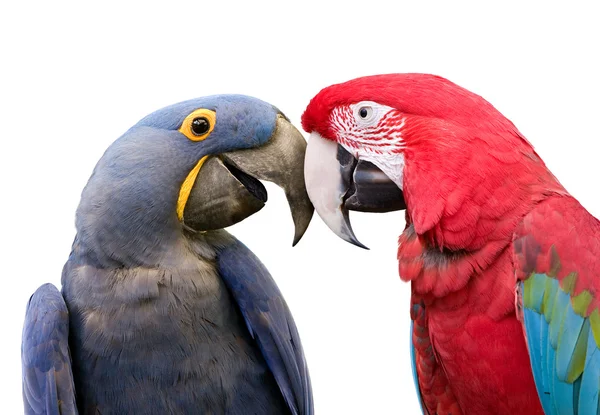 Αγάπη πτηνά — Φωτογραφία Αρχείου