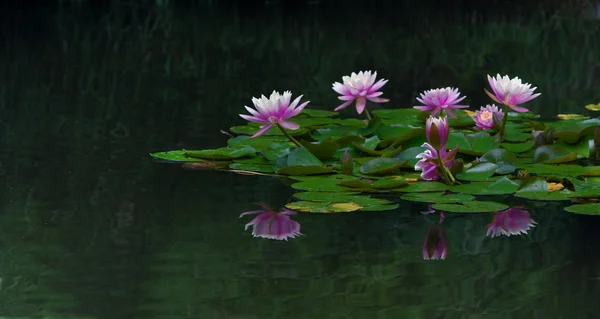 Almofadas Lily na lagoa — Fotografia de Stock