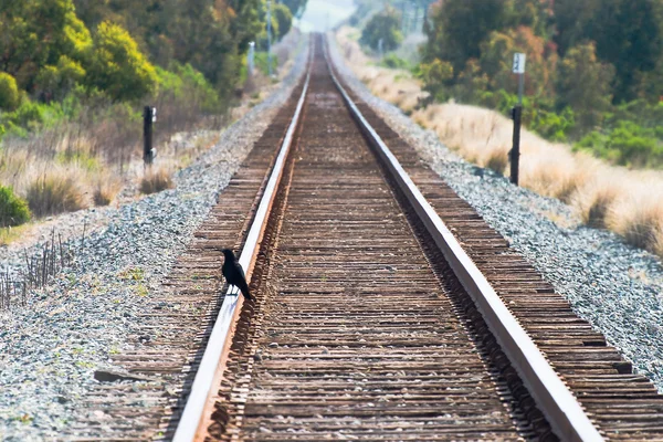 Tren rayları üzerinde karga - Stok İmaj