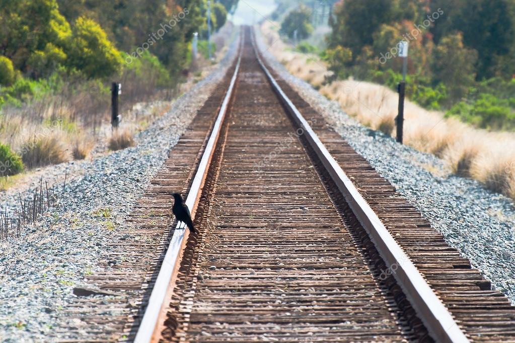 Crow on train tracks — Stock Photo © vividpixels 19045547