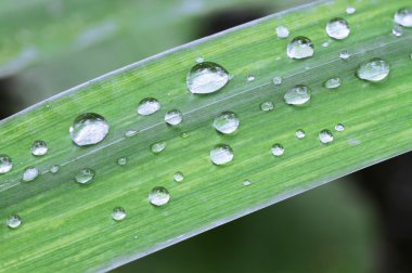 su yapraklara düşer.