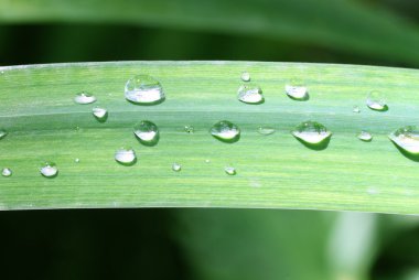 Yaprağa damlatıyor