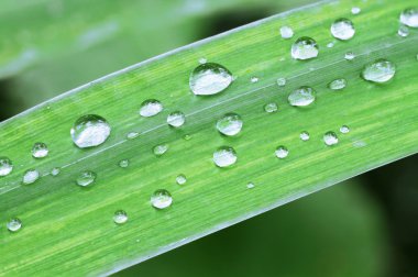 Yaprağa damlatıyor