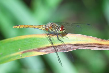 Yapraktaki yusufçuk