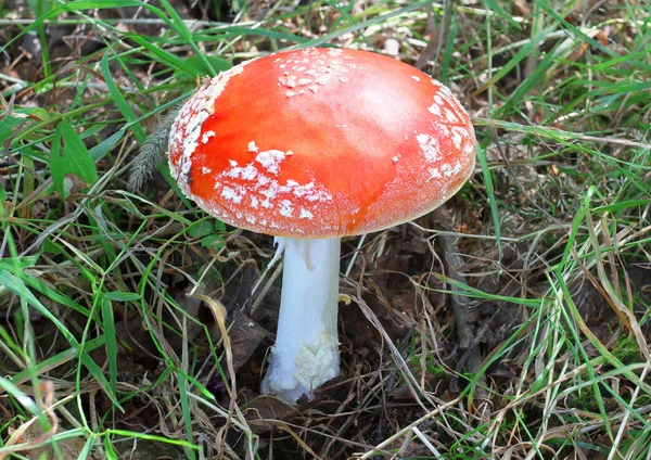 Toadstool — Stock Photo, Image