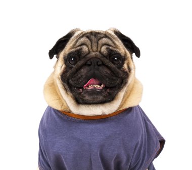 komik pug portre