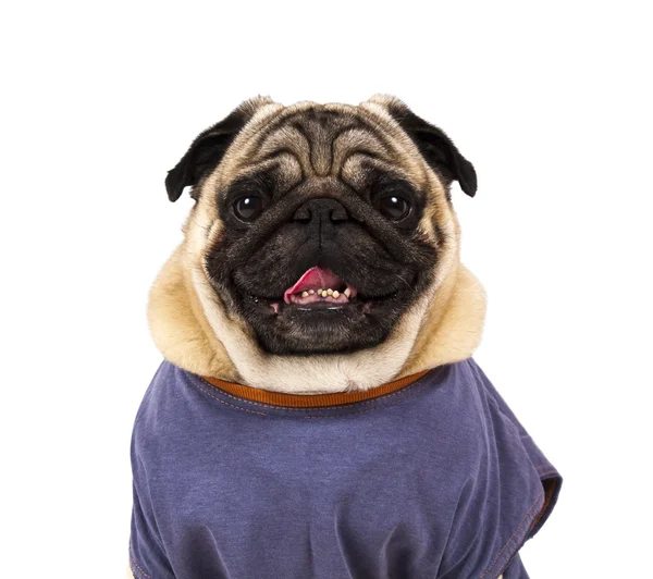 Funny pug portrait — Stock Photo, Image