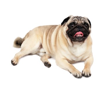 Pug yalan