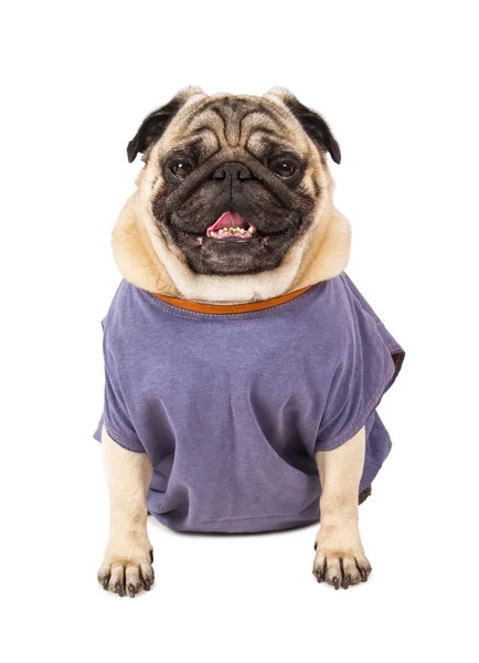 Funny pug portrait — Stock Photo, Image