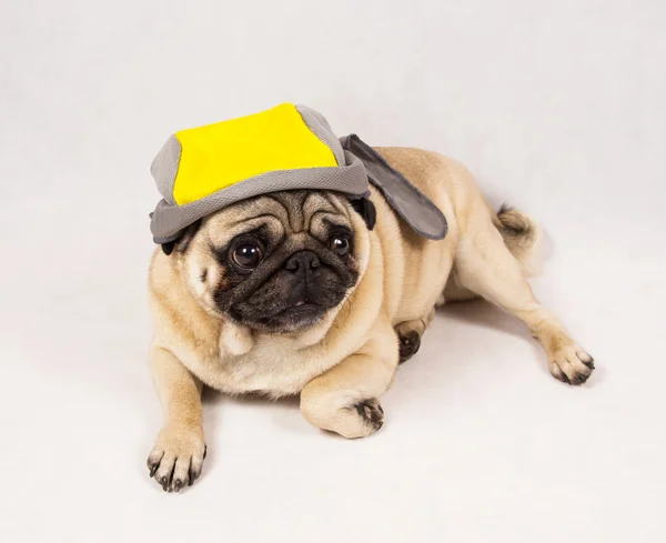 Pug mentiroso — Foto de Stock