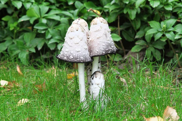 Agaricus comatus — Stock Photo, Image