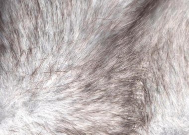 hayvan kürk doku arka plan