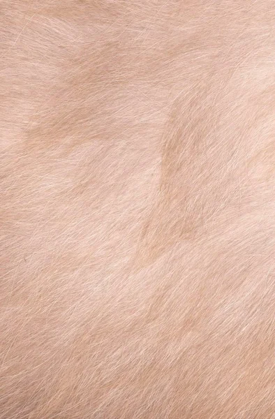 Textura de pêlo animal — Fotografia de Stock