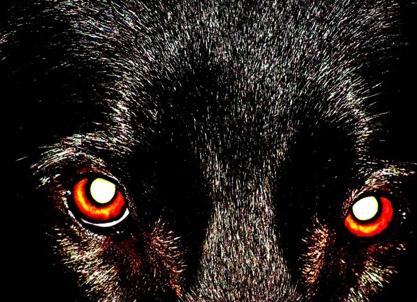 Yeux d'animaux rouges — Photo