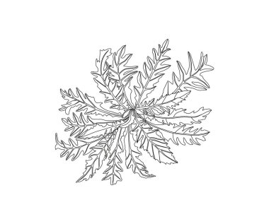 Karahindiba vektör çizim seti. İzole edilmiş yabani bitki ve uçan tohumlar. Bitki oymalı stil illüstrasyon. Detaylı botanik çizimi