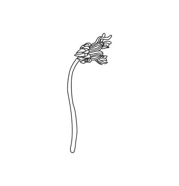 Paardebloem vector tekening set. Geïsoleerde wilde planten en vliegende zaden. — Stockvector