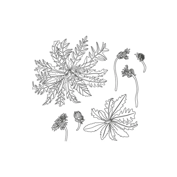 Maskros blomma vektor ritning set. Isolerade vilda växter och flygande frön. — Stock vektor