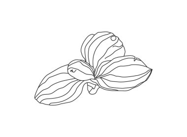 Plantain. Tıbbi bitki kır çiçeği. El çizimi vektör çizimi, beyaz arkaplanda tasarım için izole edilmiş çiçek unsurları..