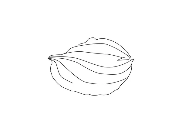 Подорожник Лекарственное Растение Полевой Флоуэр Sketch Ручной Рисунок Контура Векторной — стоковый вектор