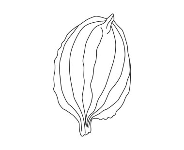 Plantain. Tıbbi bitki kır çiçeği. El çizimi vektör çizimi, beyaz arkaplanda tasarım için izole edilmiş çiçek unsurları..