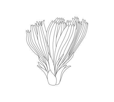 Şifalı bitkiler hindiba sosu. Hindiba ve hindiba kökü vektörü. El yapımı mürekkepli şifalı bitki hindibası beyaza izole edilmiş..