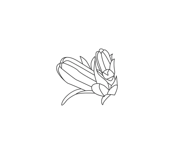 薬草チコリのイラスト チコリの植物とチコリの根ベクトル 白地に隔離された手描きの臭い薬用植物チコリ — ストックベクタ