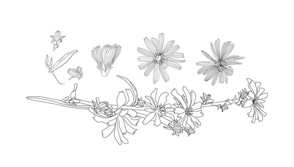 Gyógynövények Illusztrációja Cikória Chicory Növény Cikória Gyökér Vektor Fehérre Izolált — Stock Vector