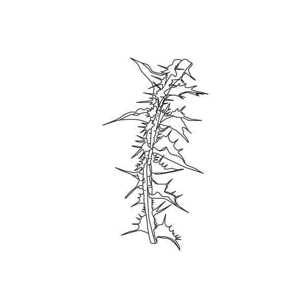 Milchdistel Blüten Isoliert Auf Weißem Hintergrund — Stockvektor