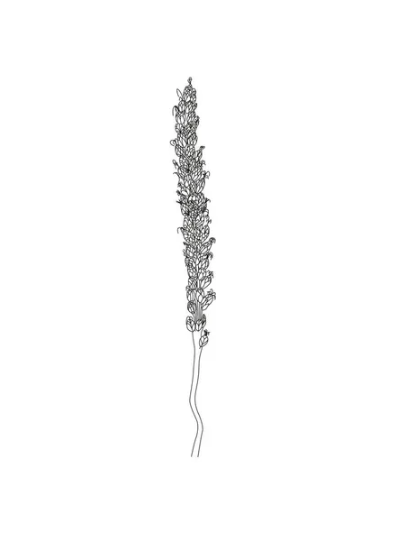 飛行機 医学植物野生のフィールドの花 スケッチ手描きアウトラインベクトルイラスト 白の背景にデザインのための孤立した花の要素 — ストックベクタ