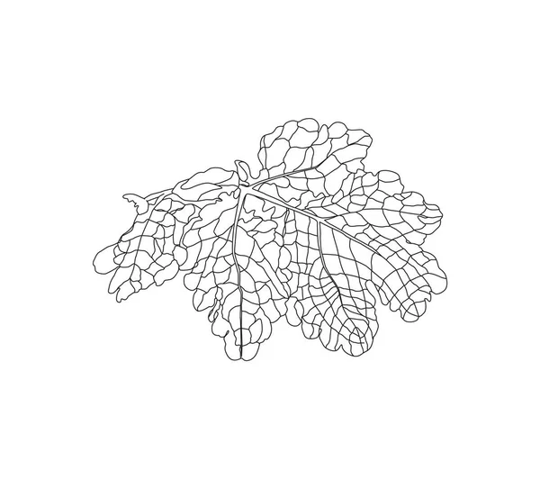 年間草本植物セランディン セランディン根 医学植物 伝統医学ではない 白い背景に線画を分離 — ストックベクタ