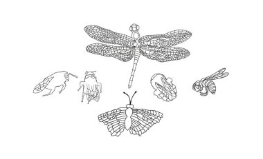 Bir grup vektör el çizilmiş böcek. Böcek Arı Koleksiyonu, Yusufçuk, Yabanarısı, Kelebek. Beyaz arkaplanda izole.