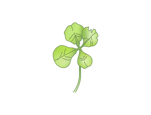 Trevo de folhas. Ilustração da gravura vetorial verde — Vetor de Stock