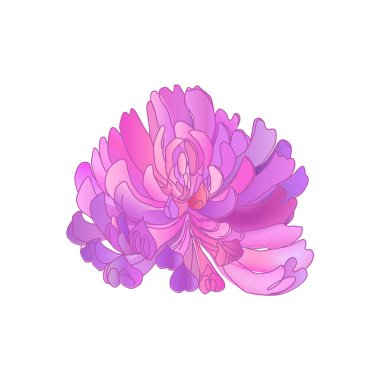 Suluboya Kırmızı Yonca. El çizimi bitki çizimi.