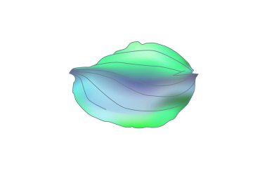 Plantain. Tıbbi bitki kır çiçeği. El çizimi vektör çizimi, beyaz arkaplan üzerinde tasarım için izole edilmiş çiçek unsurları..