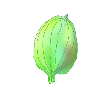 Plantain. Şifalı bitki yabani tarla çiçeği. El çizimi taslak vektör çizimi,