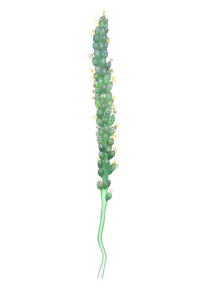 Een weegbree. Geneeskrachtige plant wild veld bloem.Tekening lijnkunst vector illustratie — Stockvector