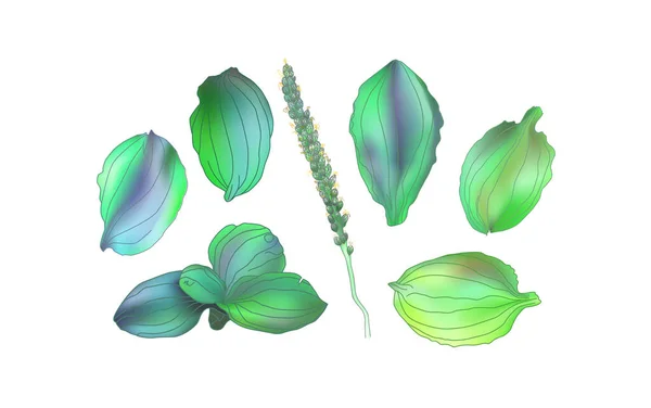 Wegerich. Heilpflanze Wildblumen.Sketch.Linie Kunst Vektor Illustration — Stockvektor