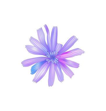 Şifalı bitkiler hindiba sosu. Hindiba ve hindiba kökü vektörü. El yapımı mürekkepli şifalı bitki hindibası beyaza izole edilmiş..