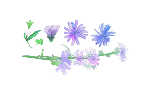Ilustrasi Obat Herbal Chicory Chicory Tanaman Dan Akar Vektor Chicory - Stok Vektor