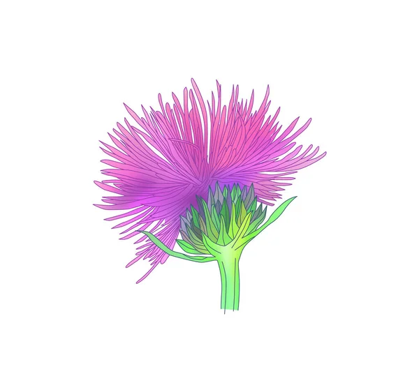 ดอกไม นมท สเท ลแยกจากพ นหล ขาว — ภาพเวกเตอร์สต็อก