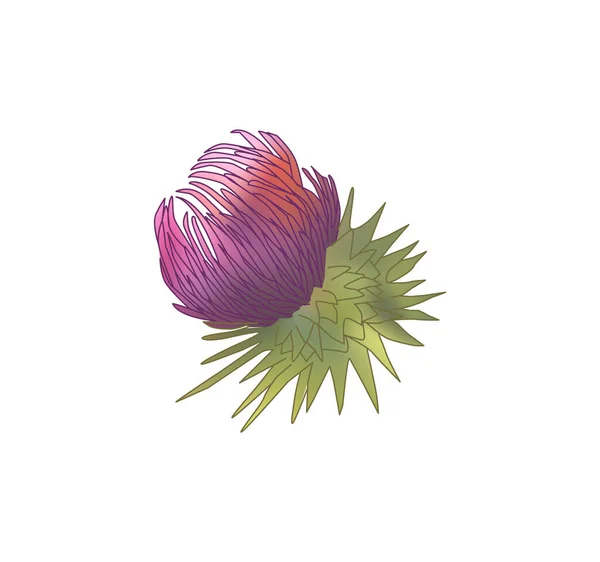 Milk Thistle Flowers Isolated White Background — Stock Vector
