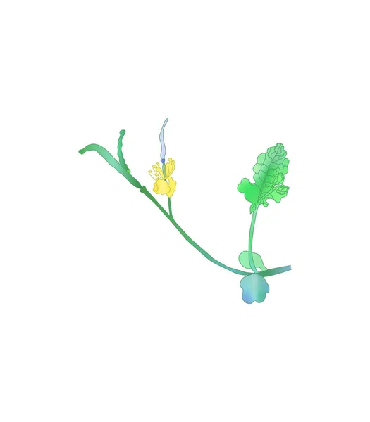 Jaarlijkse Kruidachtige Plant Celandine Celandine Wortel Medicinal Plant Niet Traditionele — Stockvector