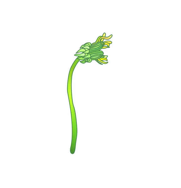 Diente León Dejar Conjunto Dibujo Vector Planta Silvestre Aislada Ilustración — Archivo Imágenes Vectoriales