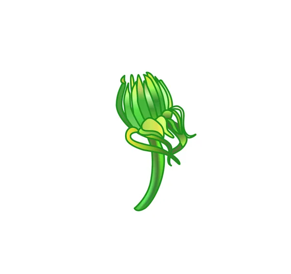 Löwenzahn Vektor Zeichenset Vereinzelte Wildpflanze Gravierte Illustration Kräuterstil — Stockvektor